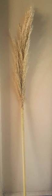 Büyük Tek dal doğal pampas